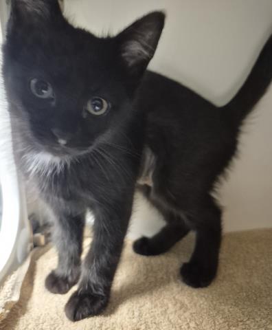 HARLEY, Baby Domestic Short Hair (medium coat), cat for adoption in Decatur, Illinois