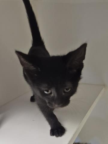 BATMAN, Baby Domestic Short Hair (medium coat), cat for adoption in Decatur, Illinois