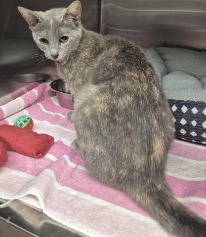 SELINA, Adult Domestic Short Hair (medium coat), cat for adoption in Decatur, Illinois