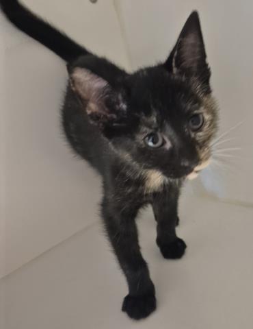 BARBARA, Baby Domestic Short Hair (medium coat), cat for adoption in Decatur, Illinois