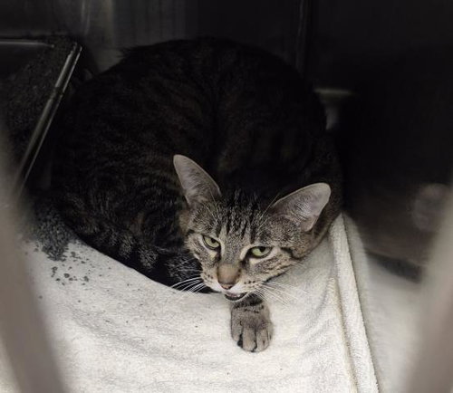 TIG