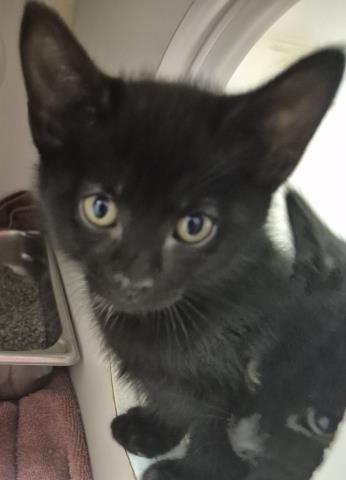 CORN ON THE COB, Baby Domestic Short Hair (medium coat), cat for adoption in Decatur, Illinois
