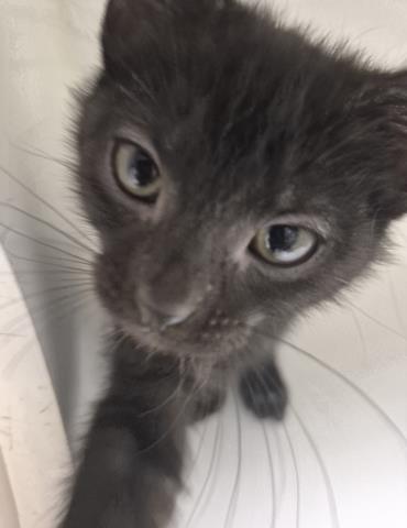 EGG, Baby Domestic Short Hair (medium coat), cat for adoption in Decatur, Illinois
