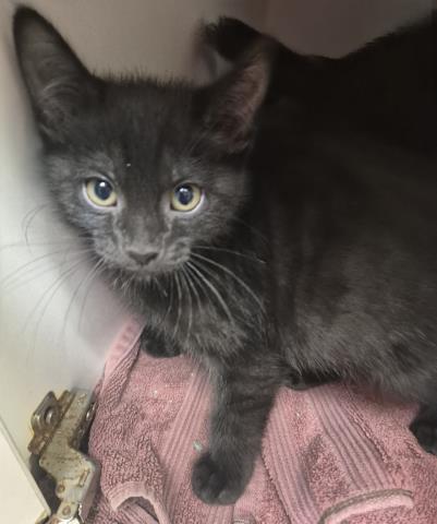 CHEESE, Baby Domestic Short Hair (medium coat), cat for adoption in Decatur, Illinois