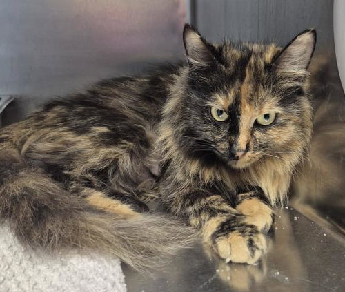 BONNIE, Adult Domestic Long Hair (medium coat), cat for adoption in Decatur, Illinois