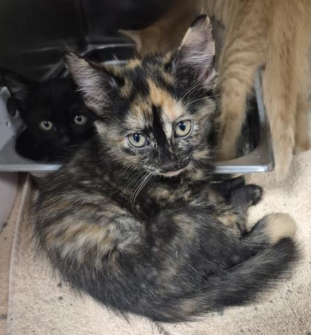 EENY, Baby Domestic Long Hair (medium coat), cat for adoption in Decatur, Illinois