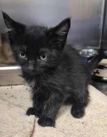 TIGER, Baby Domestic Long Hair (medium coat), cat for adoption in Decatur, Illinois
