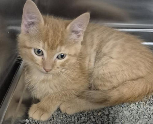MINY, Baby Domestic Long Hair (medium coat), cat for adoption in Decatur, Illinois