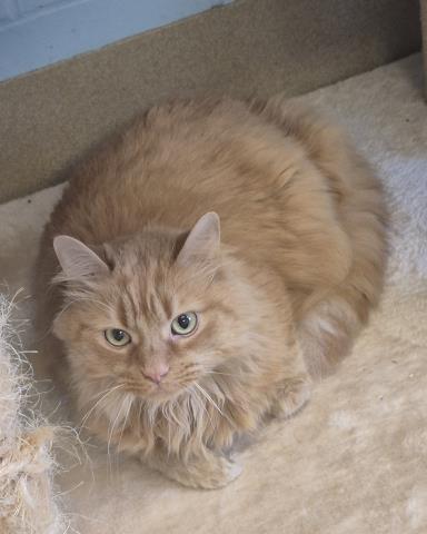 JAMES, an adoptable Domestic Long Hair in Decatur, IL