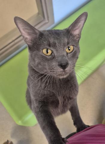 ROBIN, Young Domestic Short Hair (medium coat), cat for adoption in Decatur, Illinois