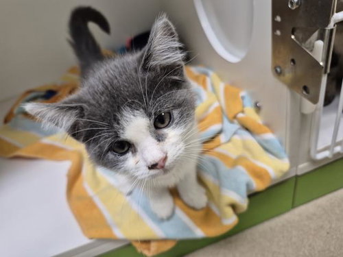 ROCKS, an adoptable Domestic Short Hair in Decatur, IL