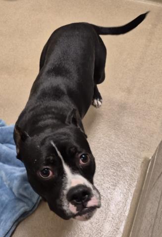 LUCILLE THE SEAL, an adoptable Pit Bull Terrier in Decatur, IL