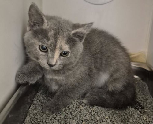 MADAME BLUEBERRY, an adoptable Domestic Short Hair in Decatur, IL