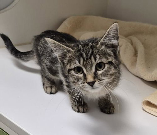 POGO STICK, an adoptable Domestic Short Hair in Decatur, IL