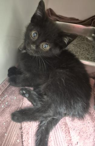 VANS, Baby Domestic Short Hair (medium coat), cat for adoption in Decatur, Illinois