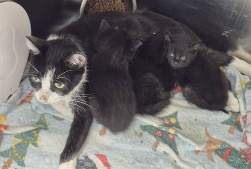 CHIP, Baby Domestic Short Hair (medium coat), cat for adoption in Normal, Illinois