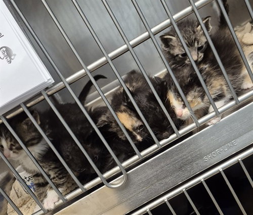 SIMBA, Baby Domestic Short Hair (medium coat), cat for adoption in Normal, Illinois