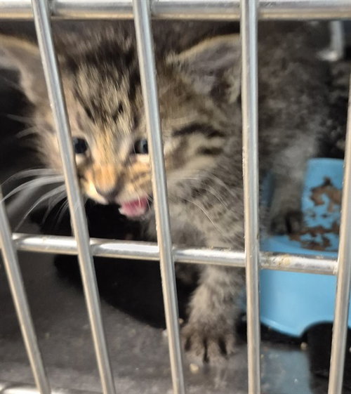 PEANUT BUTTER, Baby Domestic Short Hair (medium coat), cat for adoption in Normal, Illinois