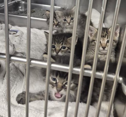 ANAKIN, Baby Domestic Short Hair (medium coat), cat for adoption in Normal, Illinois