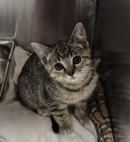 SOUR WARHEAD, Baby Domestic Short Hair (medium coat), cat for adoption in Normal, Illinois