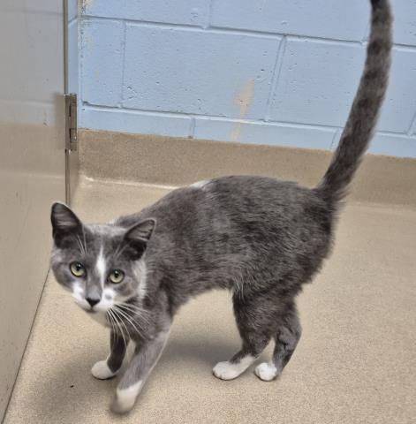 BILL, an adoptable Domestic Short Hair in Decatur, IL