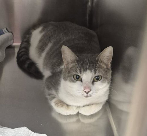 MEGAN, an adoptable Domestic Short Hair in Decatur, IL