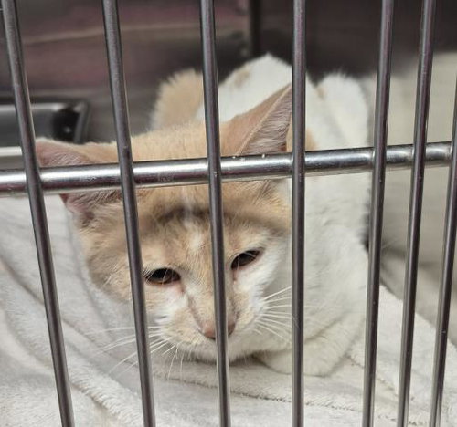 STELLA, an adoptable Domestic Short Hair in Decatur, IL