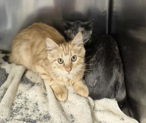 PENNY, an adoptable Domestic Long Hair in Decatur, IL