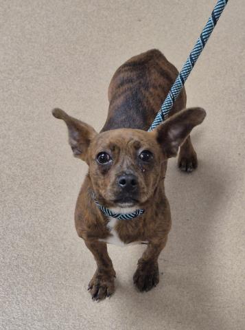 DARLA, an adoptable Chihuahua in Decatur, IL