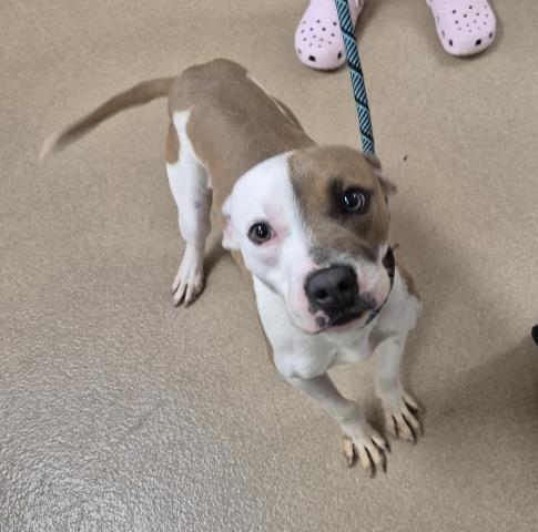 PUP TART, an adoptable Pit Bull Terrier in Decatur, IL