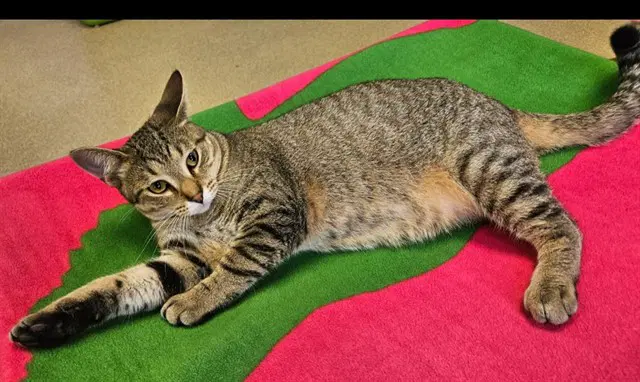 Bart - Domestic Short Hair