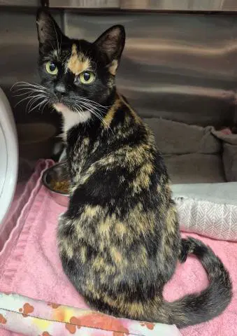 Alecto - Domestic Short Hair