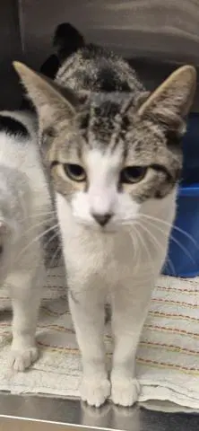 Wilbur - Domestic Short Hair