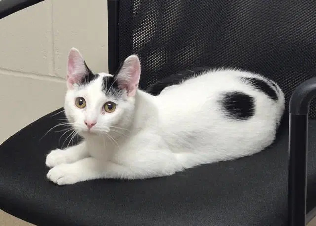 Orville - Domestic Short Hair