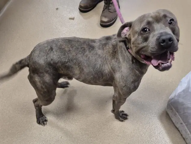 Capone - Pit Bull Terrier
