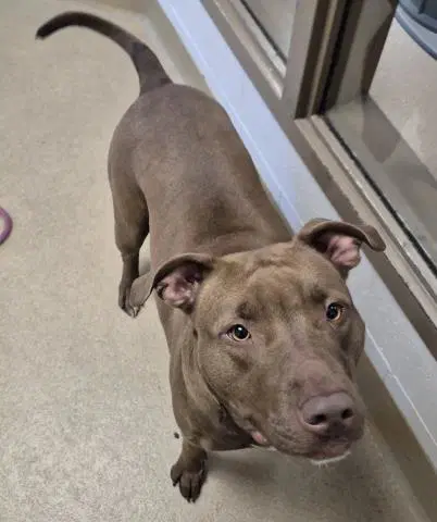 Brown Betty - Pit Bull Terrier