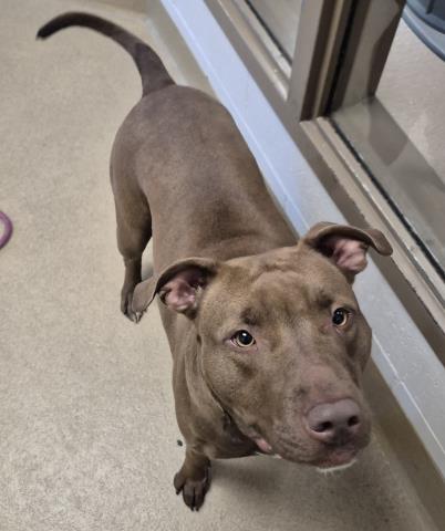 picture of the dog needing adoption