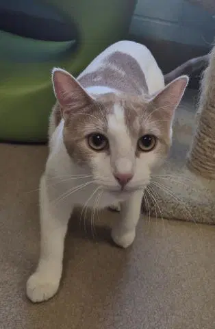 Milo Aka Coleman Grill - Domestic Short Hair