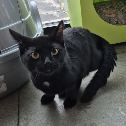 picture of the cat needing adoption
