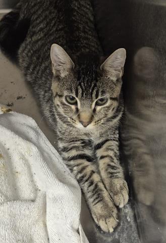 picture of the cat needing adoption