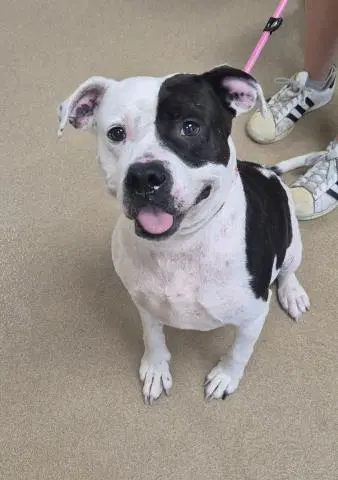 Princess Leia - Pit Bull Terrier