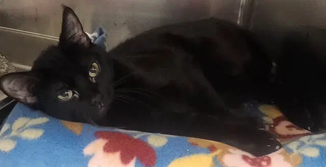 Cardi B - Domestic Short Hair
