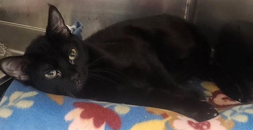 picture of the cat needing adoption