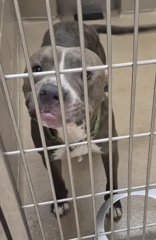 Homer Hickum - Pit Bull Terrier