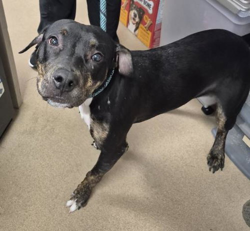picture of the dog needing adoption