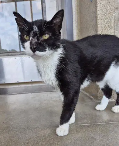 Fabio - Domestic Medium Hair