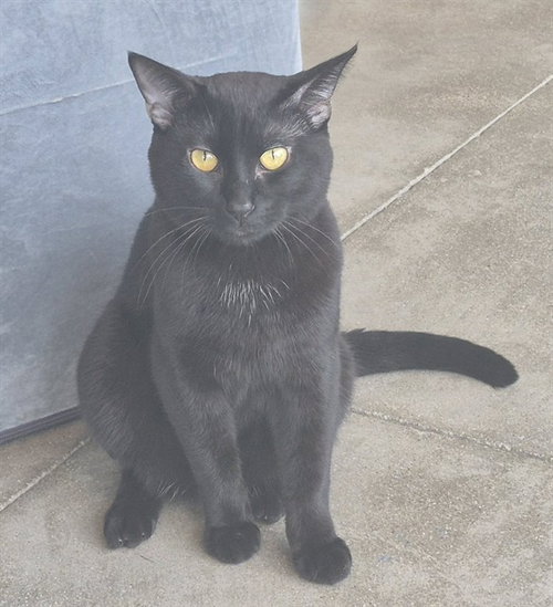 CATSBY, a cat for adoption from Macon County Animal Control and Care Center