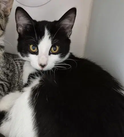 Sampson - Domestic Short Hair