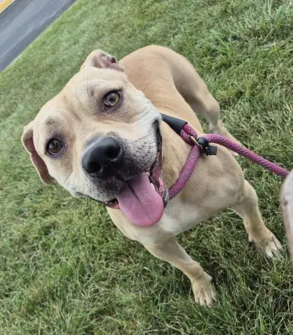 Fawn Due - Pit Bull Terrier