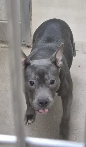 Arugula - Pit Bull Terrier